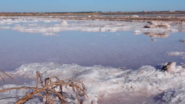 Salt Lake Självreglerande Salt Trästockar Hypersalinvatten Torksjö Ett Miljöproblem Svarta — Stockvideo