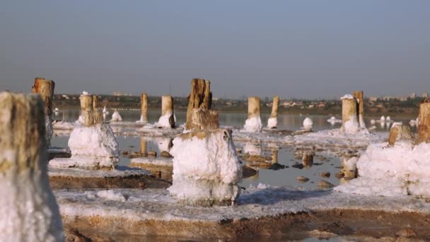 Salt Lake Selbstabsetzendes Salz Auf Holzstämmen Salzhaltiges Wasser Einem Austrocknenden — Stockvideo