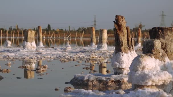 Salt Lake Sale Autoassestante Tronchi Legno Acqua Ipersalina Lago Essiccazione — Video Stock