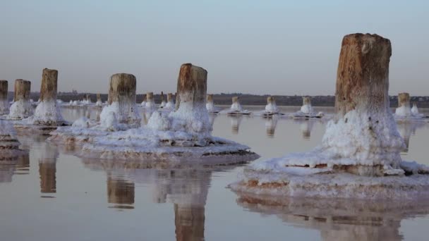 塩湖だ 木の丸太に塩を沈める 乾燥湖 環境問題のハイパーリン水 ウクライナ — ストック動画