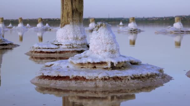 Salt Lake Selbstabsetzendes Salz Auf Holzstämmen Salzhaltiges Wasser Einem Austrocknenden — Stockvideo