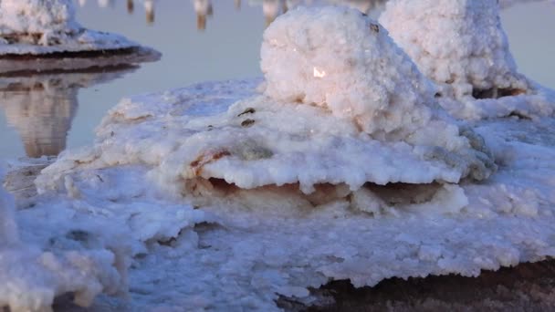 塩湖だ 木の丸太に塩を沈める 乾燥湖 環境問題のハイパーリン水 ウクライナ — ストック動画