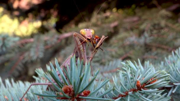 Rovlysten Mantis Brun Färg Sitter Gren Julgran Den Europeiska Mantisen — Stockvideo