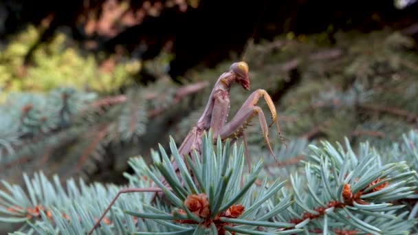 Una Mantis Depredadora Color Marrón Asienta Una Rama Árbol Navidad — Vídeos de Stock