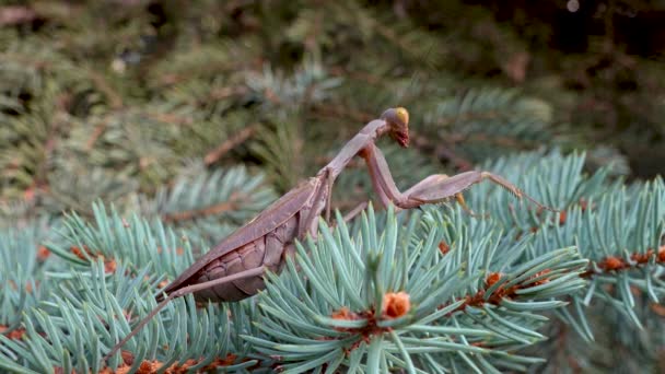 クリスマスツリーの枝には茶色の前立腺炎が座っています ヨーロッパのカマキリ Mantis Ligiosa — ストック動画