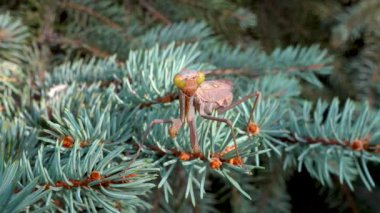 Kahverengi renkte yırtıcı bir peygamber devesi bir Noel ağacının dalında oturur. Avrupa peygamber devesi (Mantis religiosa)). 