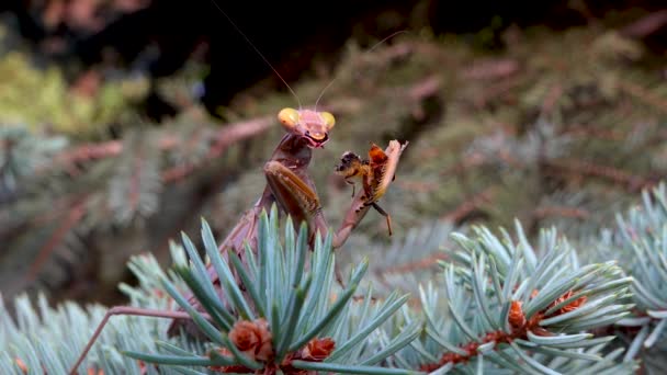 Una Mantide Predatoria Colore Marrone Siede Ramo Albero Natale Mantide — Video Stock