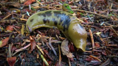 Balçık yavaşça yerde sürünüyor, Olympic Ulusal Parkı, ABD