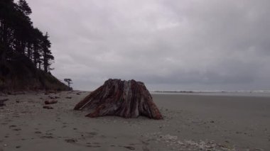 Geniş bir kumsalda ağaç gövdeleri olan Pasifik Sahili, Olympic National Park, ABD, Washington