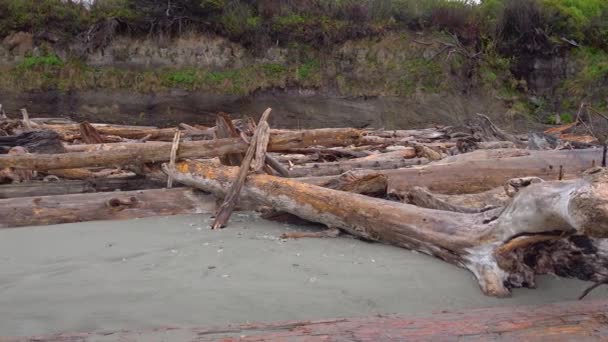 Costa Pacífico Com Troncos Árvores Uma Praia Ampla Com Areia — Vídeo de Stock