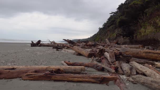 Pacific Coast Kmeny Stromů Široké Pláži Černým Pískem Olympic National — Stock video