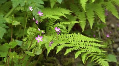 Yağmur ormanlarında eğrelti otları ve yosunlar. Pasifik Sahili. Olympic Ulusal Parkı, Birleşik Devletler, Washington. Yağmur Ormanı