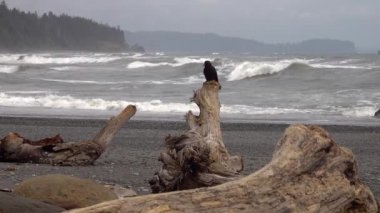 Pasifik kıyılarında, büyük siyah bir kuş bir kayanın üzerinde oturur ve çerçevenin dışına uçar, Olympic National Park, ABD, Washington