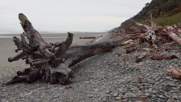 Pazifikküste Mit Baumstämmen Einem Breiten Strand Mit Schwarzem Sand Olympic — Stockvideo