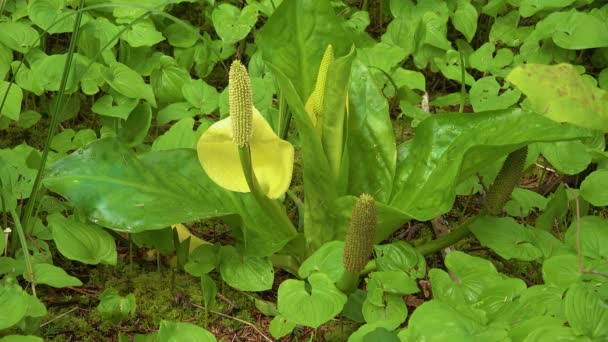 熱帯雨林の小川の近くの植物 太平洋岸 オリンピック国立公園 アメリカ合衆国 ワシントン — ストック動画