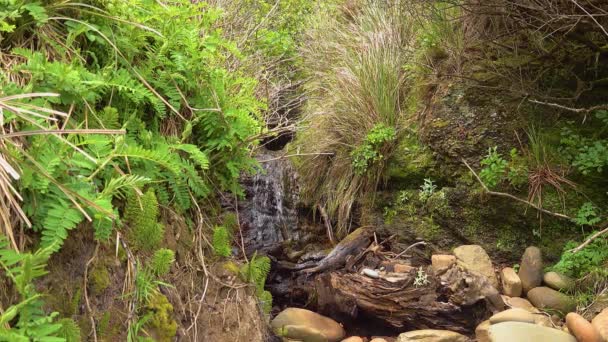 Strumyk Lesie Deszczowym Mały Wodospad Wybrzeże Pacyfiku Olympic National Park — Wideo stockowe