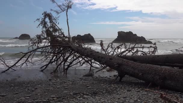 Pacific Coast Tree Trunk Fell Water Wide Beach Black Volcanic — Stock Video