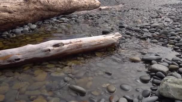 Stilla Havets Kust Stammen Ett Träd Ligger Vattnet Liten Flod — Stockvideo