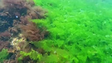 Karadeniz 'deki berrak şeffaf sularda beton yapılar üzerinde yeşil algler ve kırmızı seramium algler.