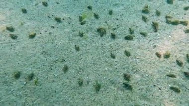 Küçük münzevi yengeç Diogenes pugilatörü, deniz tabanında büyük bir kerevit konsantrasyonu, Karadeniz