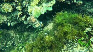 Yırtıcı yumuşakça istilacı Rapana venosa 'nın yumurtalarını taşıyan kozalar Karadeniz midyesi Mytilus' un dört nala koşması üzerine..