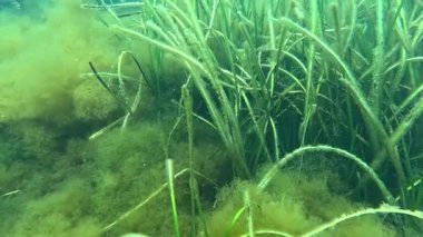 Karadeniz 'deki küçük yosun türleriyle kaplanmış Zostera marinası.