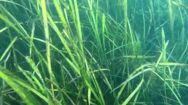 Karadeniz 'deki küçük yosun türleriyle kaplanmış Zostera marinası.