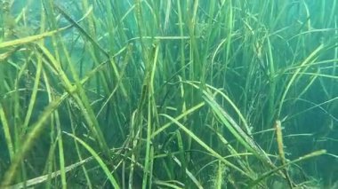 Karadeniz 'deki küçük yosun türleriyle kaplanmış Zostera marinası.