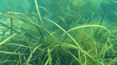 Karadeniz 'deki küçük yosun türleriyle kaplanmış Zostera marinası.