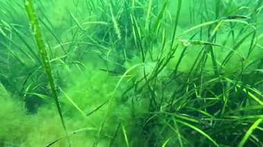 Karadeniz 'deki küçük yosun türleriyle kaplanmış Zostera marinası.