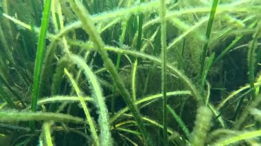 Karadeniz 'deki küçük yosun türleriyle kaplanmış Zostera marinası.