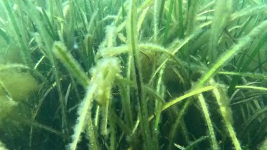 Karadeniz 'deki küçük yosun türleriyle kaplanmış Zostera marinası.