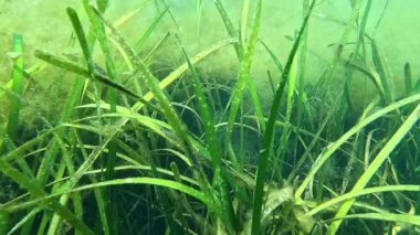 Karadeniz 'deki küçük yosun türleriyle kaplanmış Zostera marinası.