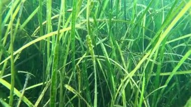 Karadeniz 'deki küçük yosun türleriyle kaplanmış Zostera marinası.