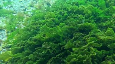 Macrophytobenthos, yeşil alga Ulva linza Karadeniz 'in dibindeki taşların üzerinde yetişir.