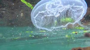 Ay denizanası Aurelia aurita, Karadeniz 'deki su yüzeyinin arka planına karşı kıyıya yakın sığ derinlikte denizanası.