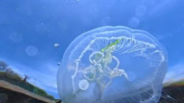 Ay denizanası Aurelia aurita, Karadeniz 'deki su yüzeyinin arka planına karşı kıyıya yakın sığ derinlikte denizanası.
