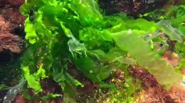 Karadeniz kıyısındaki taşların üzerinde yeşil alg Enteromorpha (Ulva) intescinalis, yeşil alg fotosentezi