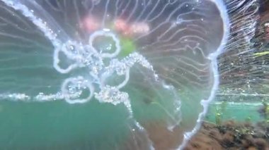 Ay denizanası Aurelia aurita, Karadeniz 'deki su yüzeyinin arka planına karşı kıyıya yakın sığ derinlikte denizanası.