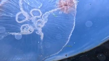 Ay denizanası Aurelia aurita, Karadeniz 'deki su yüzeyinin arka planına karşı kıyıya yakın sığ derinlikte denizanası.