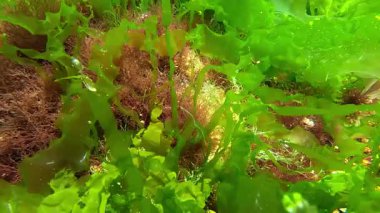 Kıyıya yakın kayalarda yetişen kırmızı ve yeşil alglerin sualtı görüntüsü