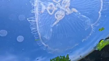 Ay denizanası Aurelia aurita, Karadeniz 'deki su yüzeyinin arka planına karşı kıyıya yakın sığ derinlikte denizanası.