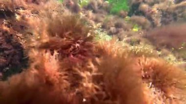 Macro algleri, Karadeniz 'de Odessa Körfezi' nde kayalıklarda kırmızı alg seramium rubrum manzarası.