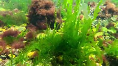 Kıyıya yakın kayalarda yetişen kırmızı ve yeşil alglerin sualtı görüntüsü