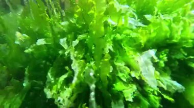 Karadeniz kıyısındaki taşların üzerinde yeşil yosun Enteromorpha (Ulva) bağırsağı