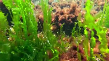 Kıyıya yakın kayalarda yetişen kırmızı ve yeşil alglerin sualtı görüntüsü