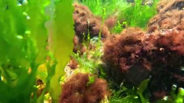 Kıyıya yakın kayalarda yetişen kırmızı ve yeşil alglerin sualtı görüntüsü