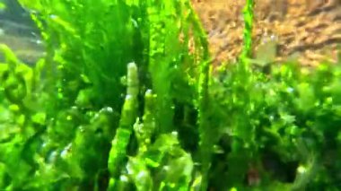 Karadeniz kıyısındaki taşların üzerinde yeşil yosun Enteromorpha (Ulva) bağırsağı