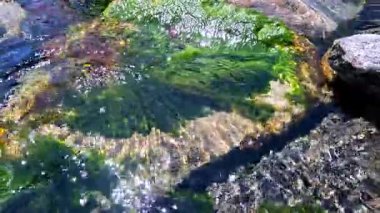 Karadeniz kıyısındaki bir su deresinde, bir taşın üzerindeki yeşil yosunlar.