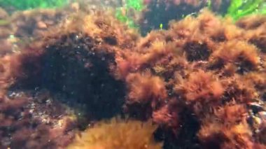 Macro algleri, Karadeniz 'de Odessa Körfezi' nde kayalıklarda kırmızı alg seramium rubrum manzarası.